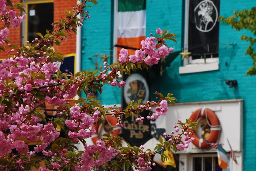 Cat's Eye Pub, Baltimore