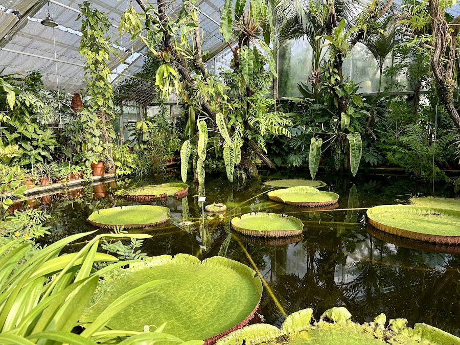 Botanicum, Dresden