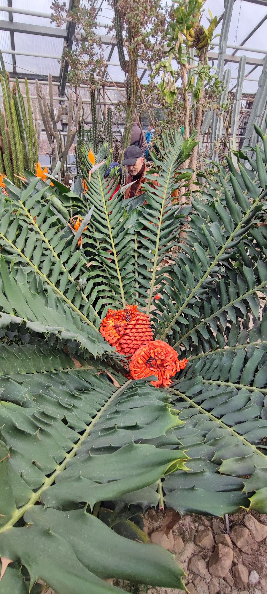 Botanicum, Dresden
