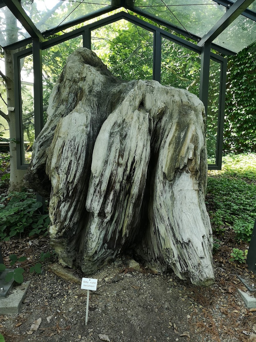 Botanicum, Dresden