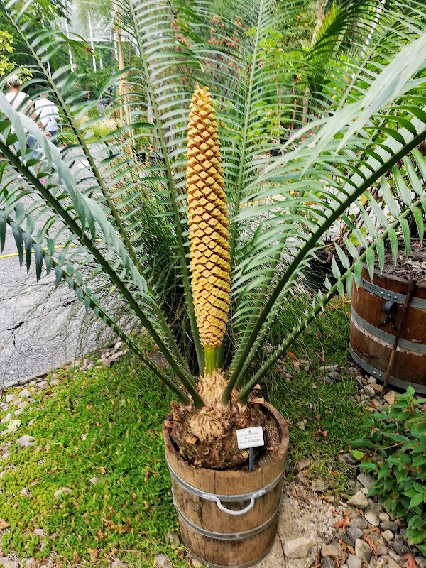 Botanicum in Dresden