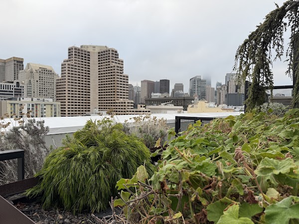Charmaines Rooftop
