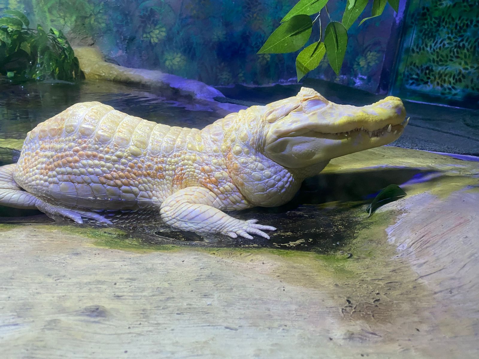 Aquariushiya, Sao Paulo